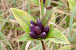 Bottle gentian